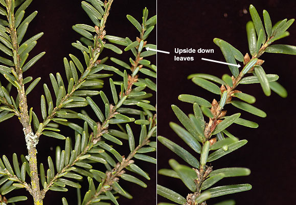 <p>Top of tree is droopy. Cute cones all over the place. Needles are irregularly spaced. </p>