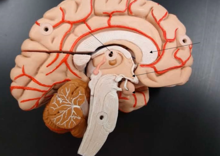 <p>What is the circular thing underneath the beak of the diencephalon?</p>