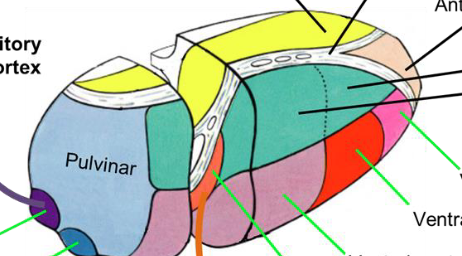 <p>Which section relays to the primary gustatory cortex?</p>
