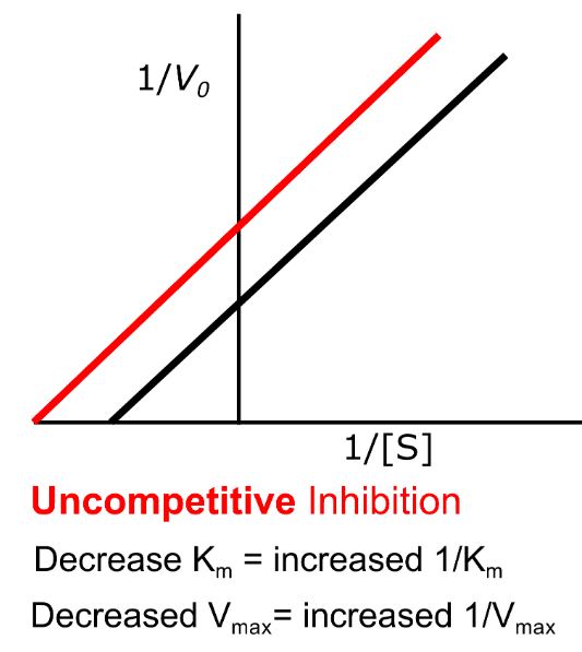 <ul><li><p>The Lineweaver-Burk plot gives parallel lines</p></li><li><p>Increasing [S] increases inhibition because more ES complexes (and so more binding sites for the inhibitor)</p></li></ul><p></p>