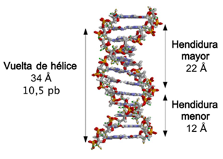<ul><li><p>DNA strands form a <strong>right-handed double helix</strong>.</p></li><li><p>The helix has a diameter of about <strong>20 Å</strong>.</p></li><li><p>The bases are almost <strong>perpendicular</strong> to the helix axis.</p></li><li><p>There are about <strong>10.5 base pairs per turn</strong>.</p></li><li><p>The distance between stacked bases is <strong>3.4 Å</strong>.</p></li><li><p>One full turn has a pitch of about <strong>34 Å</strong>.</p></li><li><p>DNA has a <strong>major groove</strong> where backbones are far apart and a <strong>minor groove</strong> where they are closer.</p></li></ul><p></p>