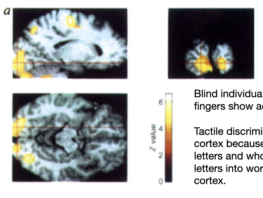 <ul><li><p>Blind individuals reading Braille with thier fingers show activation in the visual cortex </p></li><li><p>Tactile discrimination activates visual cortex bc fine discriminations of letters and wholistic interpretation of letters into words is best served by visual cortex </p></li></ul><p></p>