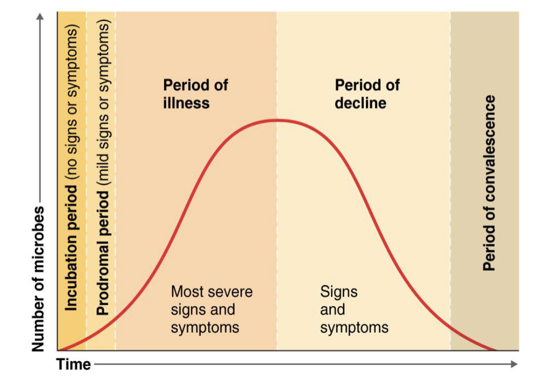 <p>disease is most severe </p>