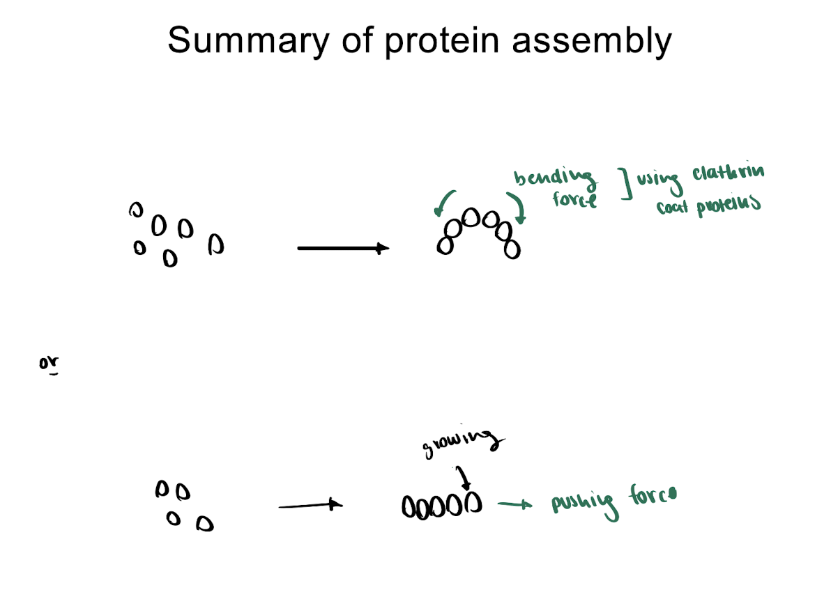 <p>= formation of large protein complexes → causes movement </p><p></p><p>ex. assembly of clathrin (coat proteins) during RME shapes membrane </p><p>ex. growing MTs push against plasma membrane </p>