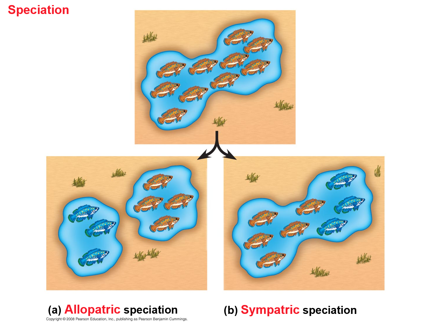 <p>What is allopatric speciation?</p>