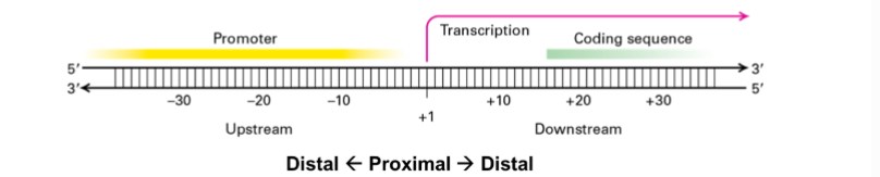 <p>how is the start of transcription always at +1 if transcription starts at the promoter?</p>