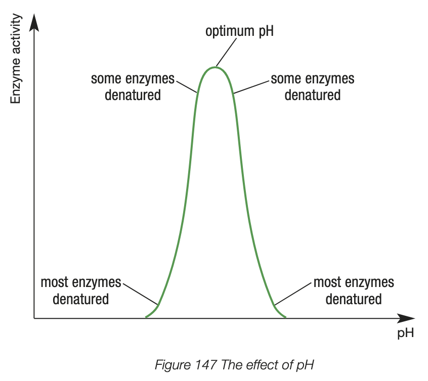 <ul><li><p>optimum pH - activity is at maximum</p></li><li><p>pH change above or below optimum temp denatures the enzyme - substrates can’t bind to the denatured active site, enzyme activity decreases to 0 quickly</p></li><li><p>enzyme-substrate binding is reduced when a change in pH alters the shape of the enzyme or substrate - no longer complementary </p></li><li><p>optimum pH is different for enzymes </p></li><li><p>Chemical buffers in the body help stabilise pH and allow enzymes to catalyse reactions </p></li></ul><p></p>