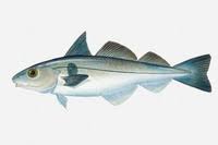 <p>haddock</p>