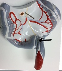 <p>Identify this region of the organ.</p>