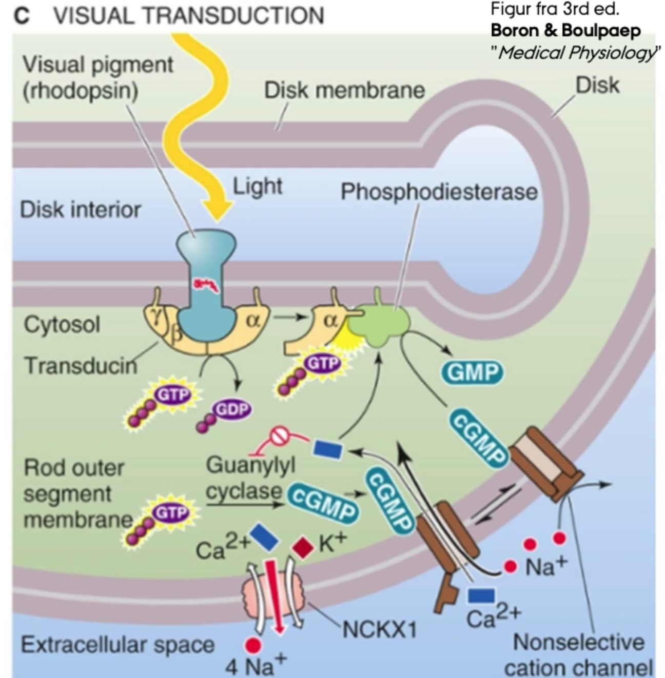 <p>Fordi <strong>Na⁺- og Ca²⁺-influx reduceres</strong>, mens <strong>K⁺-efflux fortsætter</strong>, så membranpotentialet bliver mere negativt.</p>
