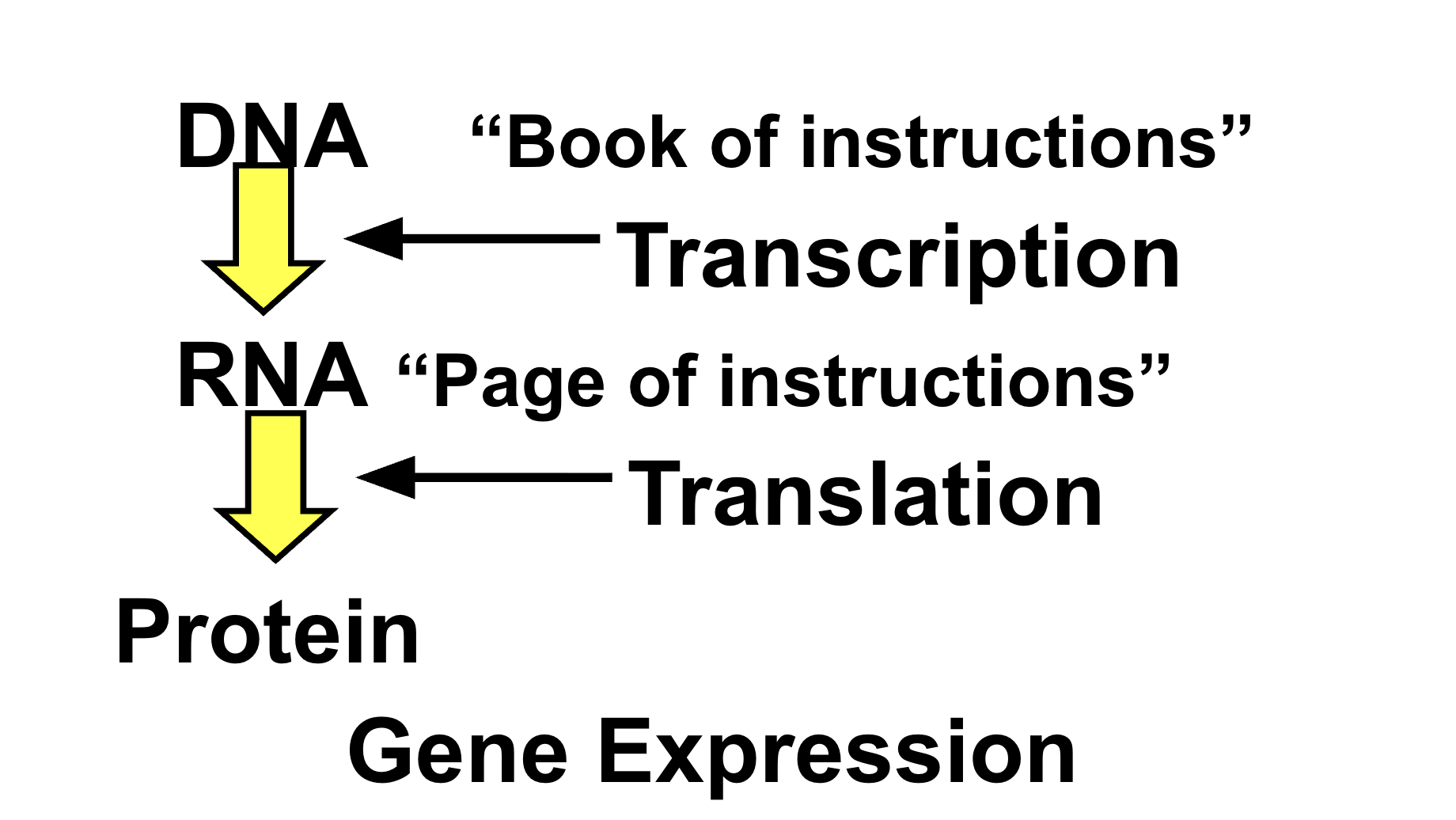 <p><strong>Transcription</strong> (DNA copied to mRNA) </p><p><strong>Translation</strong> (mRNA used to build proteins), allowing cells to turn on specific instructions to function, adapt, and grow.</p>