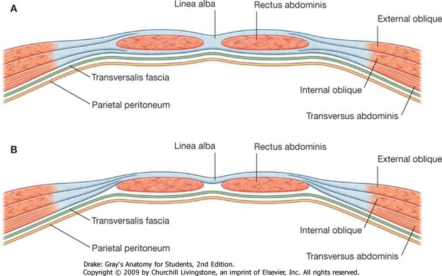 <p>anterior to rectus abdominis - external oblique, internal oblique, transverse abdominis</p><p>posterior to rectus abdominis - transversalis fascia</p><p>abdominal muscles work together, more compression/flexion occurs here</p>