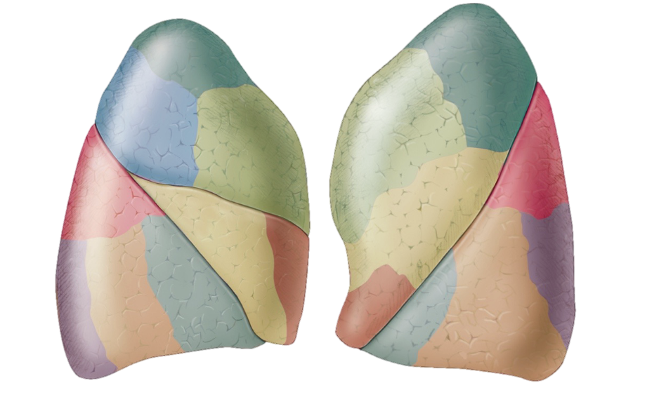 <p><span>Supplied by a single segmental bronchus, branch of a pulmonary</span><br><span>artery, and branch of a pulmonary vein</span></p>
