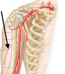 <p>Identify the structure</p>