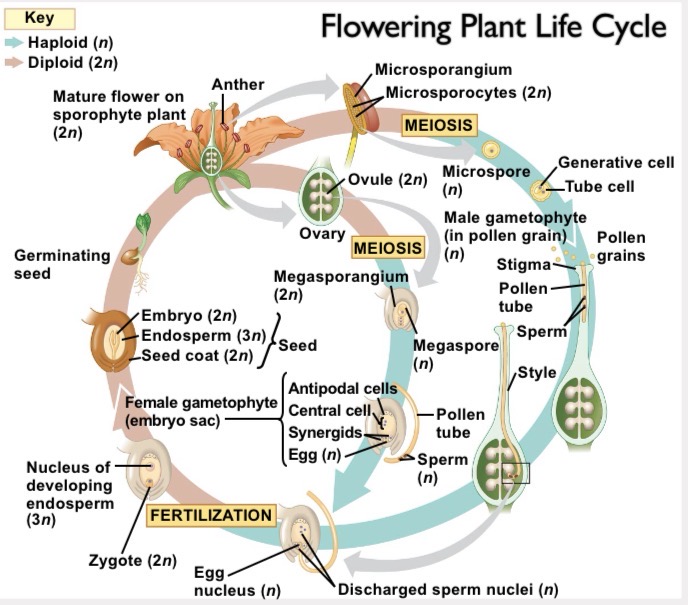 <p><span><strong>1. Spore production: Sporophyte microsporocytes and megasporocytes undergo meiosis to produce haploid microspores and megaspores. 2. Gametophyte development: Microspores develop into pollen grains (male gametophyte) and megaspores develop into an embryo sac (female gametophyte). 3. Pollination: Pollen lands on the stigma and extends a pollen tube through the style to the ovary. 4. Double fertilization: One sperm nucleus fertilizes the egg to form a diploid zygote (), and a second sperm nucleus fuses with the central cell to form triploid endosperm (). 5. Seed development and germination: The zygote forms an embryo within a seed, which germinates and grows into a mature sporophyte ().</strong></span></p>