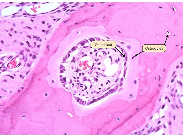 <ul><li><p>in body of the bone</p></li><li><p>derive from osteoblasts</p></li><li><p>connect with neighbouring osteocytes and bone lining cells by proceses in canaliculi</p></li><li><p>gap junction allow molecules through</p></li><li><p>regulate bone modelling</p></li></ul><p></p>