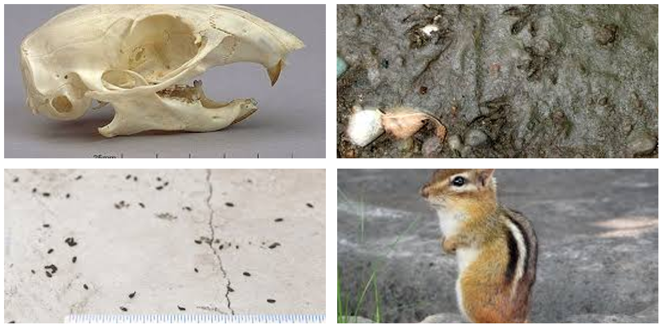 <p><span>five dark brown/black stripes and two white stripes on its reddish-brown back</span></p>