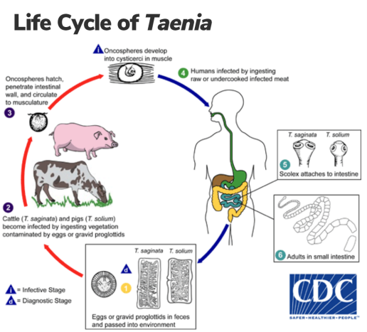 <ul><li><p>infection occurs upon consumption of raw/undercooked meat containing cysticercoid larvae (infective stage)</p></li><li><p>in the small intestines, the larvae develop into the adult</p></li><li><p>adult produces eggs that are passed in the stool (diagnostic stage) or proglottids detach from the adult and are passed in the stool</p></li><li><p>eggs/proglottids are in the environment are ingested by the intermediate host (either the cow - T. saginata or pig - T. solium)</p></li><li><p>oncospheres hatch from the eggs and migrate to the striated muscles where they develop into cysticercoid larvae </p></li></ul><p></p>