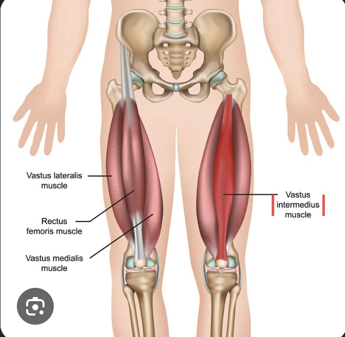 <p>deep muscle located in the center of the front of the thigh, sitting directly beneath the rectus femoris muscle</p><ul><li><p>“between” the medialis and lateralis muscles</p></li></ul><p></p>