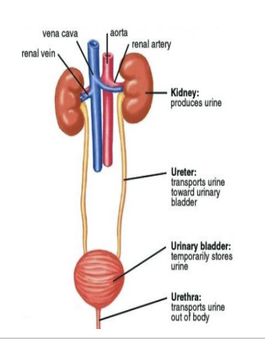 <p>The <strong>urethra</strong> <strong>transports</strong> <strong>urine</strong> from the <strong>bladder</strong> to <strong>outside</strong> the <strong>body</strong></p>