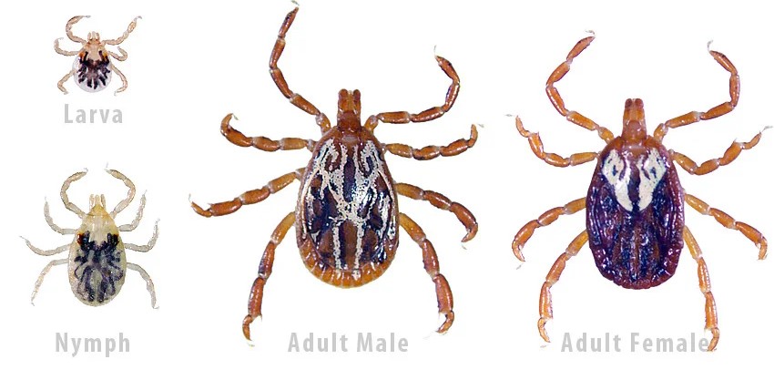 <p>What tick is this, and how do you know?</p>