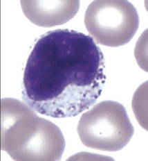 <p>which part of blood cells are shown?</p>