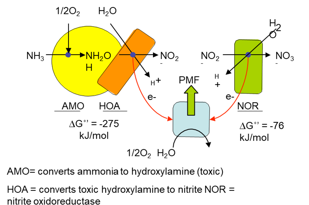 <p><span style="color: blue;">AMO = ammonia → hydroxylamine (toxic) </span></p><p><span style="color: green;">HOA = hydroxylamine (toxic) → nitrite NOR (nitrite oxidoreductase)</span></p>