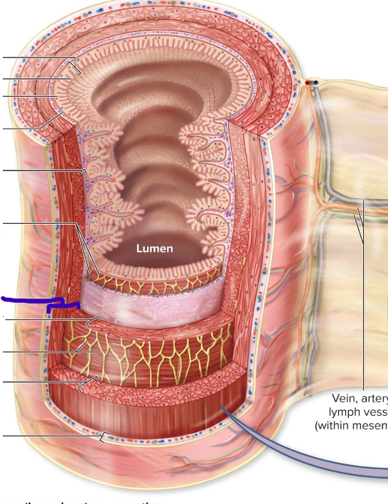 <p>smooth muscle layer, there for motility (adaptive)</p>