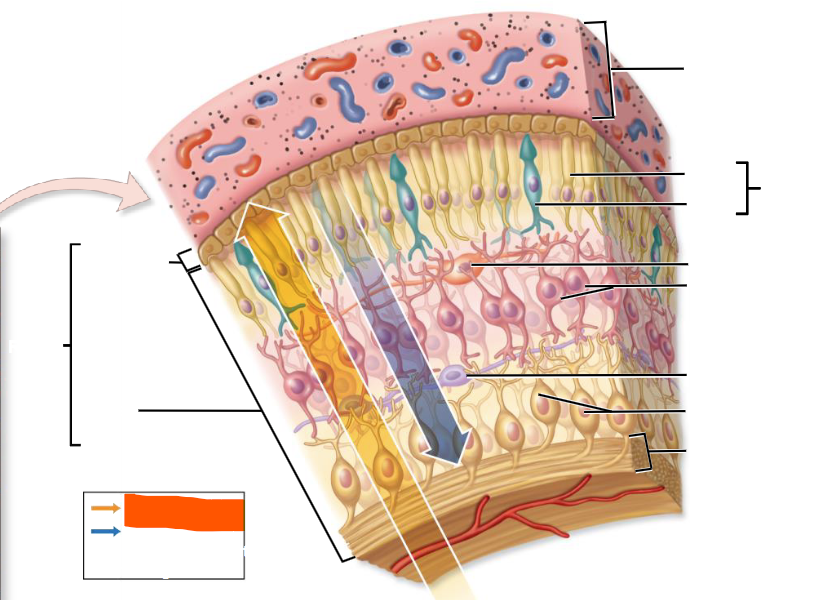 knowt flashcard image