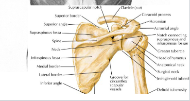 <p>Origin: C7-T1 spinous processes (SPs), ligamentum nuchae</p>