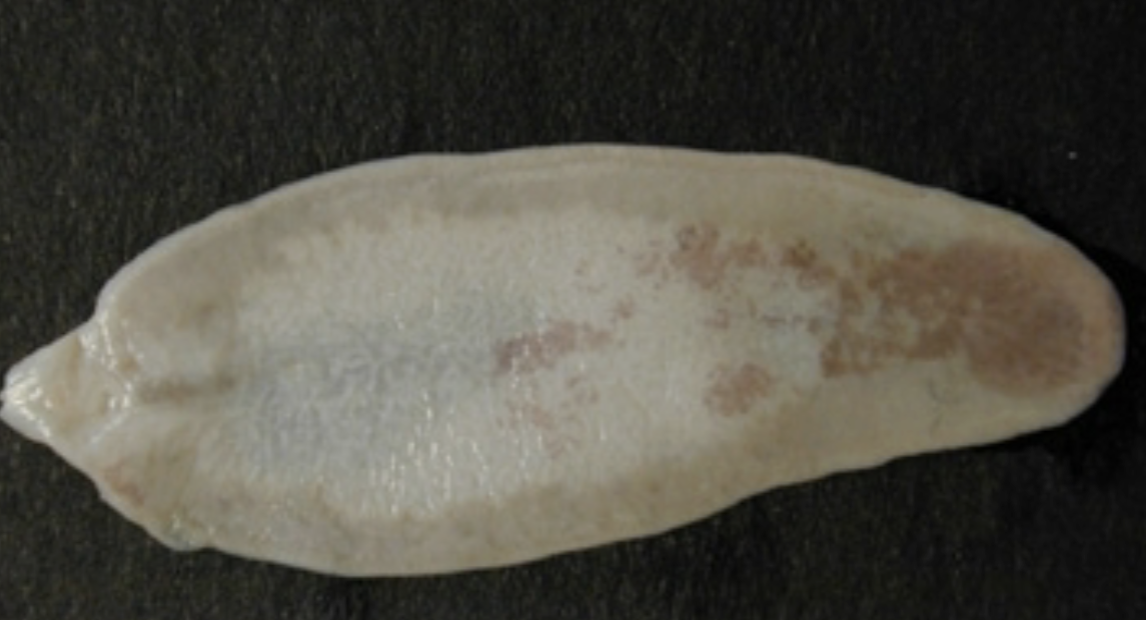 <p>What fluke is this?</p>