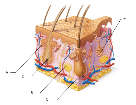 <p>E?</p>