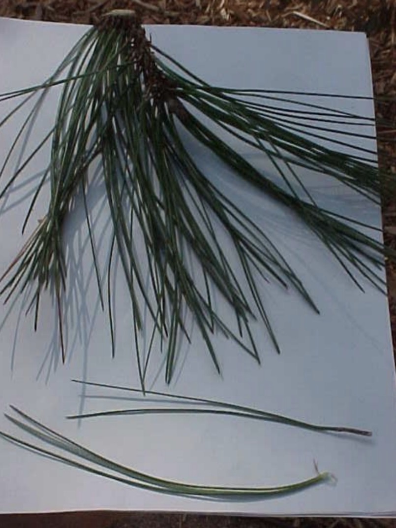 <p>What is this branch?</p>