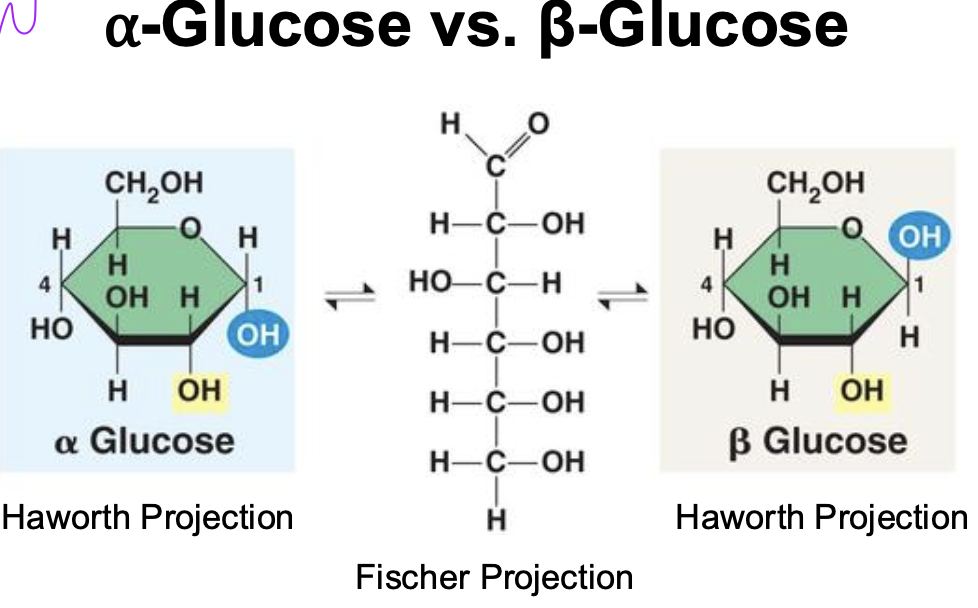 <p>Position of OH varies bw alpha and beta due to carbon spinning so orientation changes</p><ul><li><p>important bc that can change the shape of the bonds in polysaccharides</p></li><li><p>this is the fundamental difference between cellulose and starch</p></li></ul><p></p>