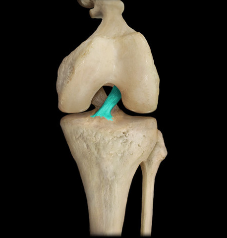 <p>extends from the anterior tibial plateau to the posterior part of the lateral femoral condyle, prevent hyperextension of the knee</p>