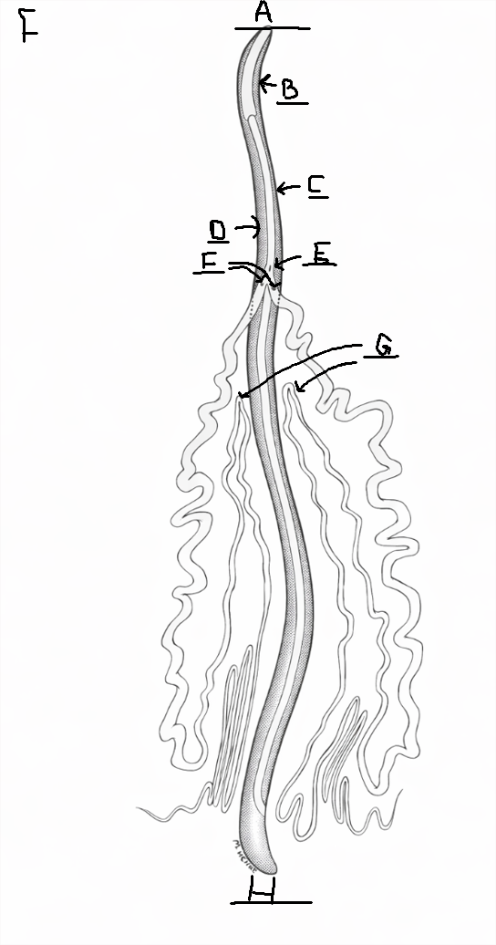 <p>What does letter G show in the diagram?</p>