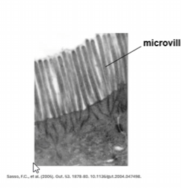 <p>microvilli (brush border)</p>