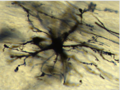 <p>What does this image show?</p>
