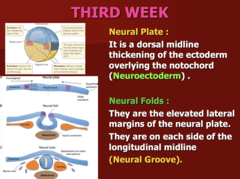 <p>- Neural plate folds from each side towards the Notochord</p><p>- Groove develops in between</p><p>- Neural folds come together and become neural tube</p>
