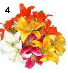 <p>Lilium</p>