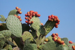<p>(adj) /ˈprɪk.li/ - có nhiều gai nhọn, xước tay. Ex: A cactus and thorns on a rose are prickly. (Cây xương rồng và gai hoa hồng rất nhiều gai nhọn.)</p>