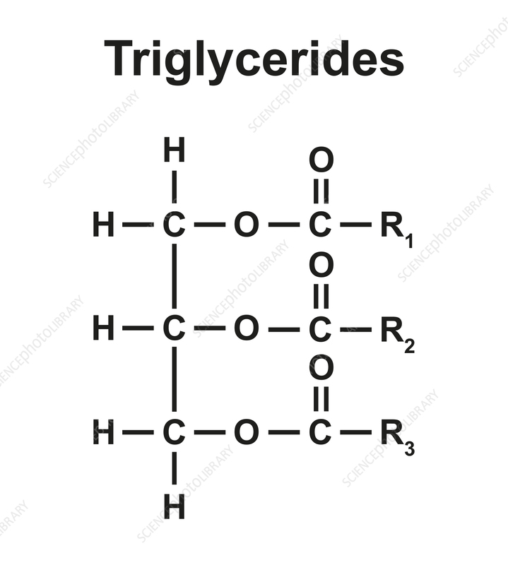 <ul><li><p>Large non-polar molecules</p></li><li><p>insoluble in water as they cannot form hydrogen bonds.</p></li><li><p>a type of fat</p></li></ul><p></p>