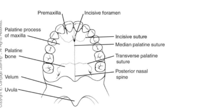 <ul><li><p>triangular-shaped bone</p></li><li><p>bordered by incisive foramen and incisive sutures </p></li><li><p>4 maxillary incisors </p></li></ul><p></p>