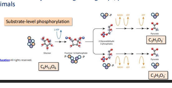 <p>(overall)</p><ul><li><p>breakdown of glucose => pyruvate </p></li><li><p>substrate-level phosphorylation, removing P from glucose phosphate intermediate => add to ADP => forms ATP</p></li><li><p>anoxic (doesnt involve a redox rxn - no terminal e acceptor required)</p></li></ul><p>(rxn)</p><ul><li><p>adding P to glucose (substrate level phos) => splitting glycose in half => adding P to ADP to form ATP => breaking bonds and transferring e to NAD+ to form NADH</p></li></ul><p>(inputs &amp; outputs)</p><ul><li><p>input glucose => output 2pyruvate (glucose split apart)</p></li><li><p>input 2ATP (1 per pyruvate molecule branch) => output 4ATP (2ATP yield)</p></li><li><p>input 2NAD+ => output 2NADH (e in carriers)</p></li></ul><p></p>