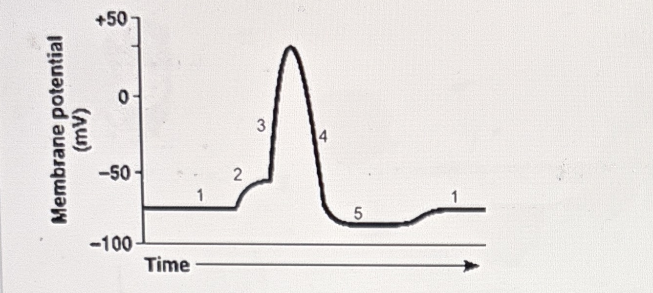 <p>4</p>