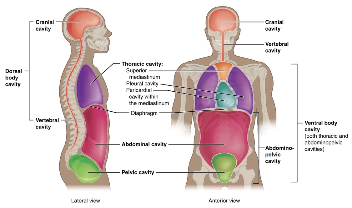 <p>Dorsal Body Cavity</p>