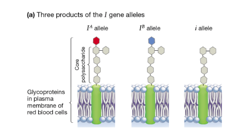 <ul><li><p class="Paragraph SCXW253981851 BCX8" style="text-align: left;"><span style="line-height: 20.925px;">Blood types come from a single protein that is found in the plasma membrane of red blood cells&nbsp;and these proteins have several sugars attached to them in a long chains called glycoproteins</span></p></li><li><p class="Paragraph SCXW253981851 BCX8" style="text-align: left;"><span style="line-height: 20.925px;">These sugar chains are built by an enzyme called ABO glycosyltransferase that exists in 3 different versions&nbsp;</span></p></li></ul><ul><li><p class="Paragraph SCXW234016946 BCX8" style="text-align: left;"><span style="line-height: 20.925px;">The gene for this protein is called<em> I </em>and has 3 alleles&nbsp;that make up Type A, B, O</span></p></li><li><p class="Paragraph SCXW234016946 BCX8" style="text-align: left;"><span style="line-height: 20.925px;">This system has a genetic property called<strong> codominance&nbsp;</strong></span></p></li></ul><ul><li><p class="Paragraph SCXW199190505 BCX8" style="text-align: left;"><span style="line-height: 20.925px;">Genes w/<strong> co-dominance</strong> have multiple dominant alleles that do not blend their traits&nbsp;</span></p></li><li><p class="Paragraph SCXW199190505 BCX8" style="text-align: left;"><span style="line-height: 20.925px;">The gene for this protein called<em> I </em>and it has two dominant alleles and one recessive allele</span></p></li><li><p class="Paragraph SCXW199190505 BCX8" style="text-align: left;"><span style="line-height: 20.925px;">W/ their alleles there are 6 possible genotypes and 4 possible phenotypes&nbsp;</span></p></li></ul><p></p>