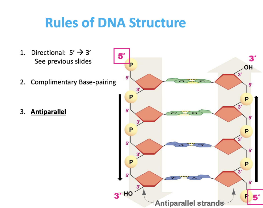 <p>Specific pairing: A–T (or A–U in RNA), G–C</p>