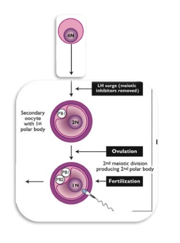 <p><span><strong>Fertilization → Completion of Meiosis II</strong></span></p><p>If sperm penetrates the zona pellucida:</p><ol type="1"><li><p><span>Secondary oocyte completes <strong>meiosis II</strong></span></p></li><li><p><span>Produces:</span></p><ul><li><p><span><strong>Ovum (haploid)</strong></span></p></li><li><p><span><strong>Second polar body</strong></span></p></li></ul></li></ol><p><span><strong>Result:</strong></span></p><ul><li><p><span>Haploid ovum + haploid sperm → <strong>zygote</strong></span></p></li></ul><p></p>