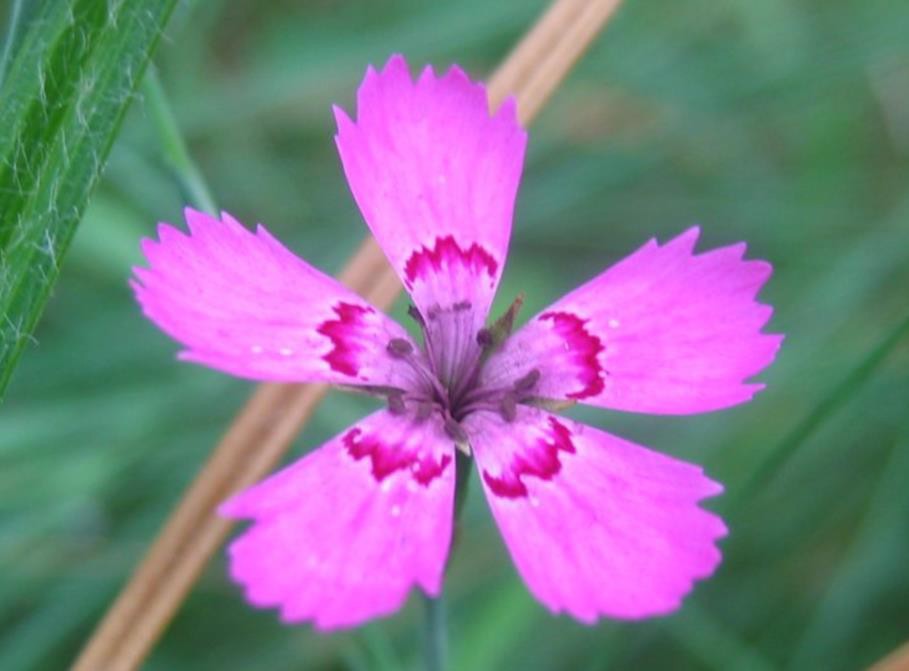 <p>Cary’s Pink Prom Dress. Sharp Blades (pinked)</p>